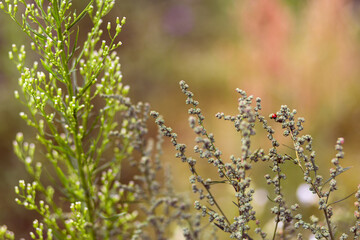 Bright natural rich background from meadow plants. Multicolored flowers and herbs. Screensaver. Blurred background, clear outline of the plant. Meadows and fields of Belarus.