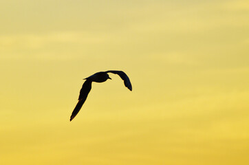 Silhouette of seagull flying in the golden sky, sunset
