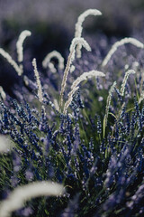 Lavande provençale