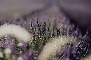 Champs de lavande en Provence