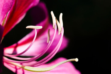 Macro of the stamen of a Bauhinia purpurea flower on blur background, Shallow DOF.