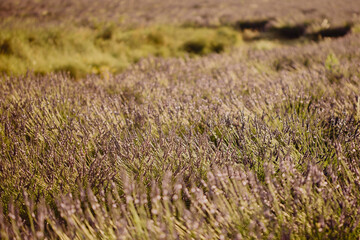 Champs de lavande en Provence