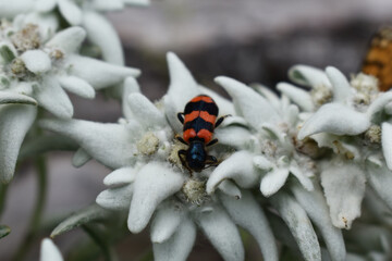 Gemeiner Bienenkäfer, Trichodes apiarius, auf Gartenedelweiß, bienenfressender Käfer, 