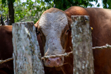 Einderbulle in Panama
