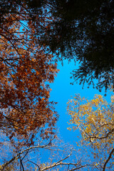赤色、緑色、黄色、紅葉、黄葉した三色の木々の葉と秋晴れの青空。