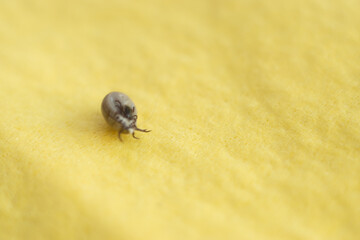 Zecken Fortpflanzung