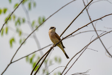 Red-backed shrike sitting on a branch