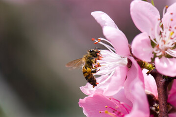 Close-up pink peach flowers with the bee, in the outdoor garden.