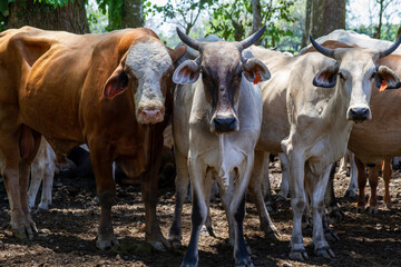 Gemischte Rinder Rassen in Panama