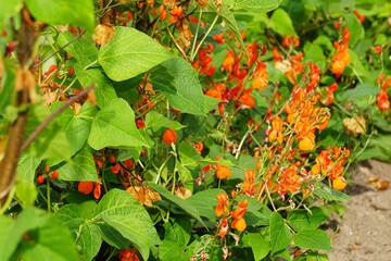 Red Runner Bean blossoms on a garden wooden trellis 