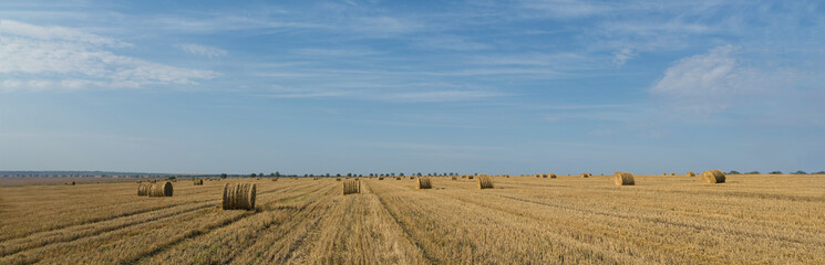 Fototapeta premium Field after harvest in the morning. Large bales of hay in a wheat field.