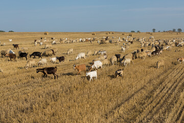 Fototapeta na wymiar A herd of goats graze on a mown field after harvesting wheat. Large round bales of stacks.