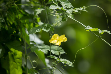 Yellow flower of Bitter gourd Vegetable