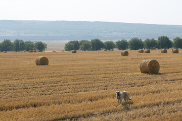 A dog stands in a wheat field after harvesting. Big round bales of straw.