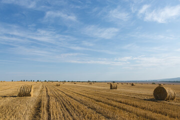 Field after harvest in the morning. Large bales of hay in a wheat field.