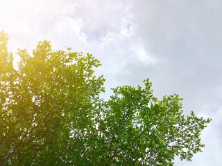leaves and sky Green flowers and leaf of Devil tree (Alstonia scholaris )on light cloudy sky with copy space