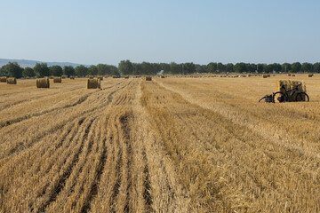 Field after harvest in the morning. Large bales of hay in a wheat field.