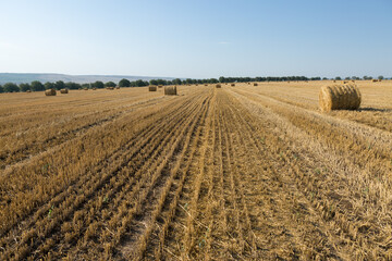 Fototapeta na wymiar Field after harvest in the morning. Large bales of hay in a wheat field.