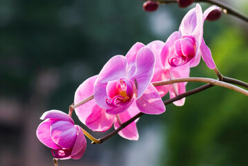 Fototapeta na wymiar Beautiful moth orchid flowers in the garden