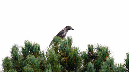 a nutcracker bird perching on a swiss cone pine and steal the cone