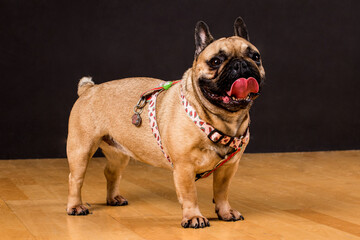 Obraz premium Brown french bulldog