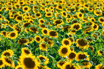 Sunflowers in the Loire Valley Chinon France