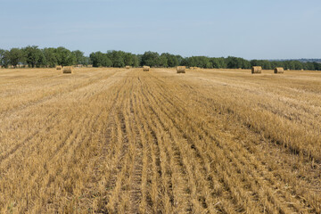 Obraz premium Field after harvest in the morning. Large bales of hay in a wheat field.