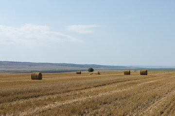 Field after harvest in the morning. Large bales of hay in a wheat field.