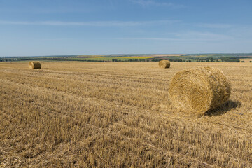 Fototapeta premium Field after harvest in the morning. Large bales of hay in a wheat field.