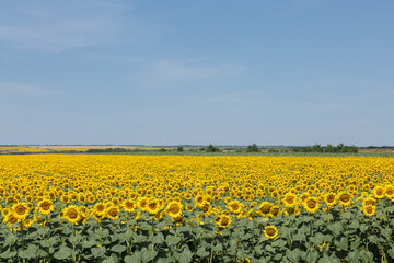 Fototapeta premium Bright golden sunflower field at sunset.