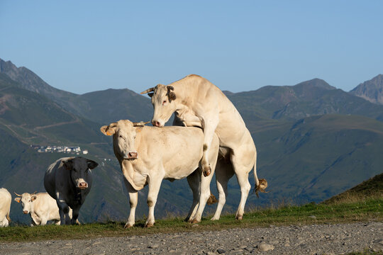 Accouplement de vaches