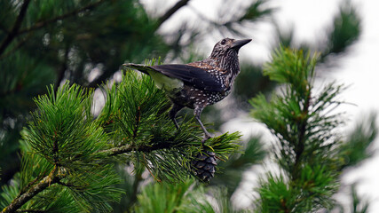 a nutcracker bird perching on a swiss cone pine and steal the cone