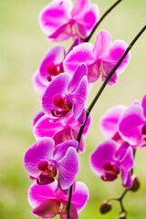 Naklejka na ściany i meble Beautiful moth orchid flowers in the garden