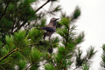 a nutcracker bird perching on a swiss cone pine and steal the cone