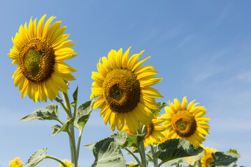 Fototapeta premium Bright golden sunflower field at sunset.