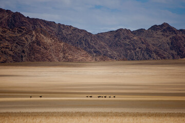 Wild ostriches in Namib desert Namibia