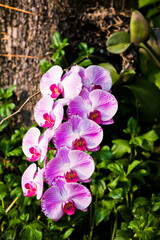 Beautiful moth orchid flowers in the garden
