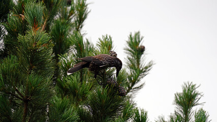 a nutcracker bird perching on a swiss cone pine and steal the cone
