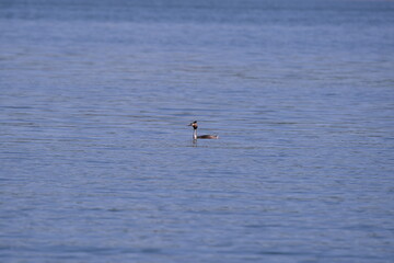 Podiceps cristatus swimming in the lake in spring season on sunny day