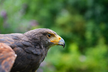 close up of a Parabuteo unicinctus Harris's Hawk
