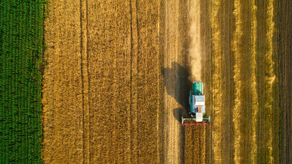 Aerial view of wheat harvest. Drone shot flying over three combine harvesters working on wheat field.