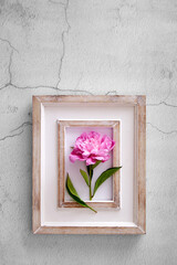 Single pink peony rose in blank picture frame. Flower background. Top view