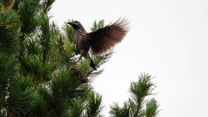 flying nutcracker bird with arolla pine cone in his beak
