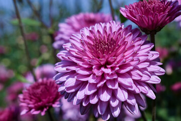close up of pink dahlia flower