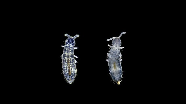 insect Collembola is a subclass of Arthropoda, lives in soil, trees, algae in a pond, some species of pests, under a microscope 4K
