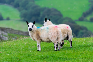 Obraz premium sheep in the meadow