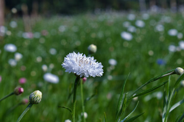 dandelions in the meadow