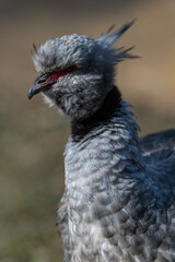 Crested or Southern Screamer (Chauna torquata)
