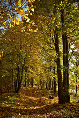 Fototapeta na wymiar Herbstwald im Goldenen Oktober