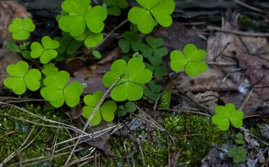 Green clover leaves in the forest close-up